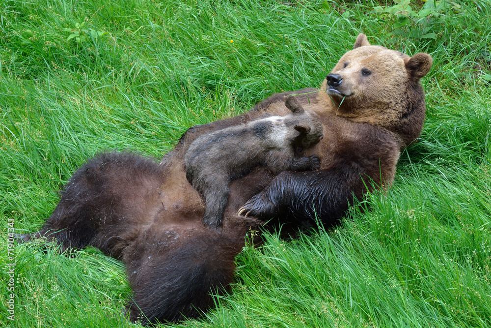 Fototapeta premium Braunbärweibchen (ursus arctos) säugt ihr Junges