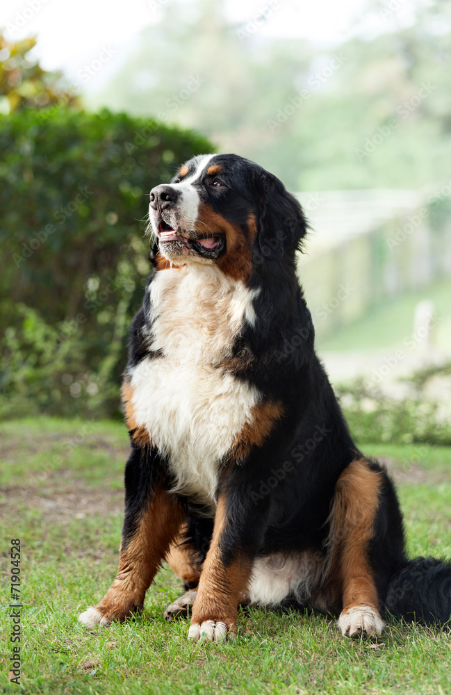 Bernese mountain dog.