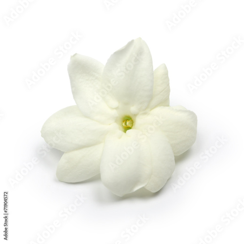 arabian jasmine, jasmine tea flower, close up