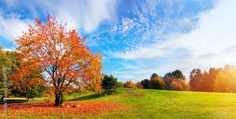 Obraz premium Autumn, fall landscape. Tree with colorful leaves. Panorama