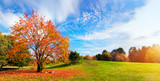 Autumn, fall landscape. Tree with colorful leaves. Panorama