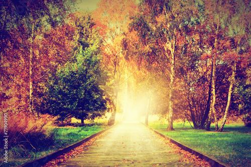 Autumn, fall park. Wooden path towards the sun, light