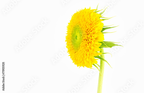 Картината върху платно Sunflower with sepals, 'blowing in the wind