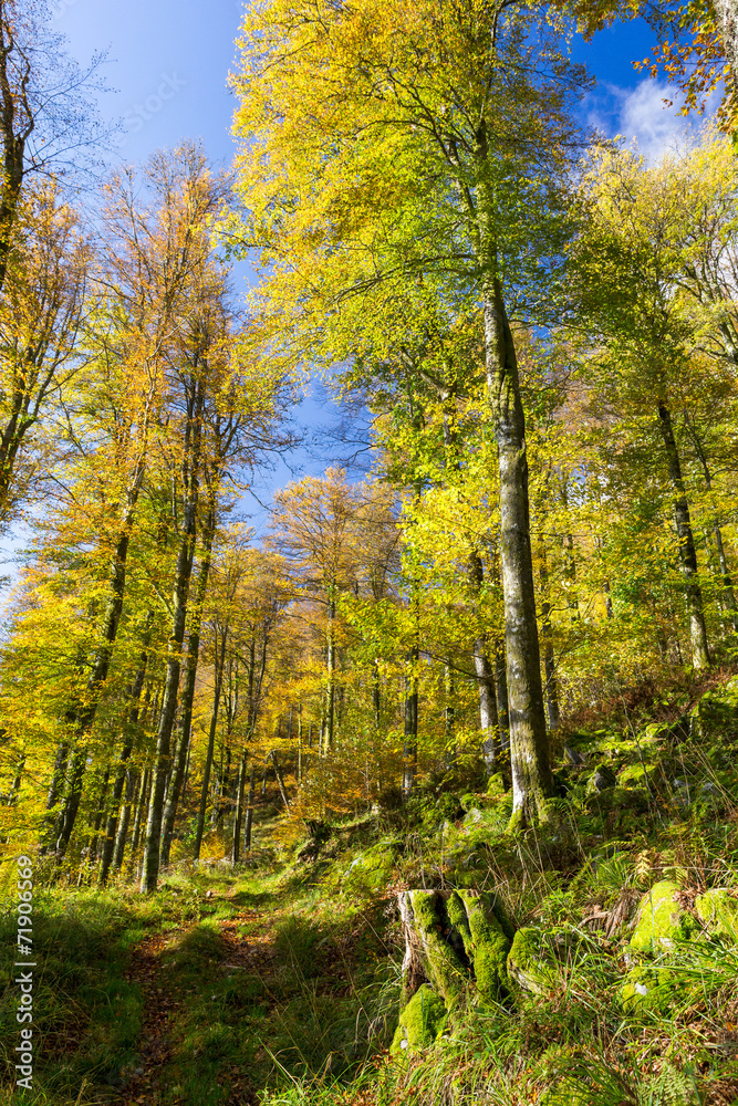 Forêt en automne