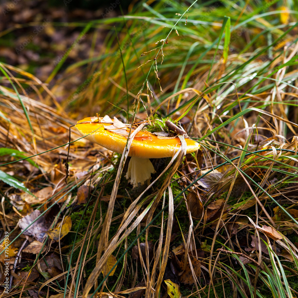 amanita muscaria. Amanita poisonous mushroom. mushroom in the gr