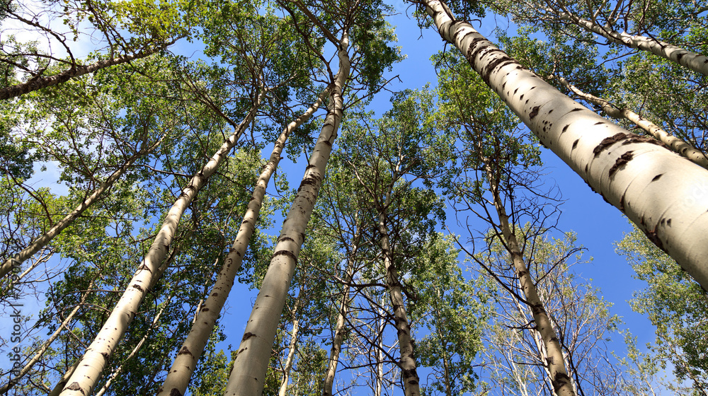 Birkenwald StockFoto Adobe Stock