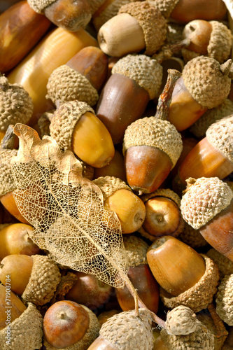 ripe acorns