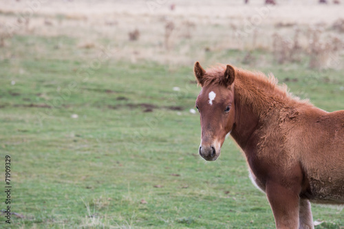 foal grazing