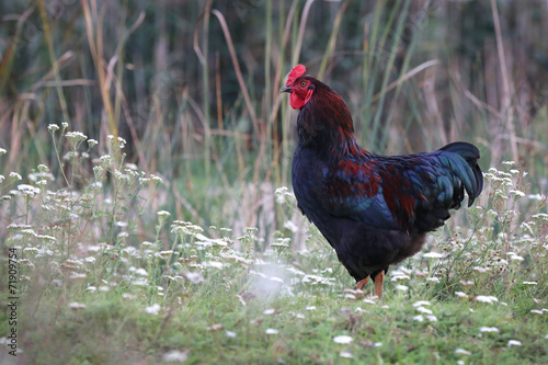 Beautiful rooster in the meadow