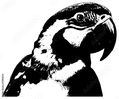 parrot illustration on white background