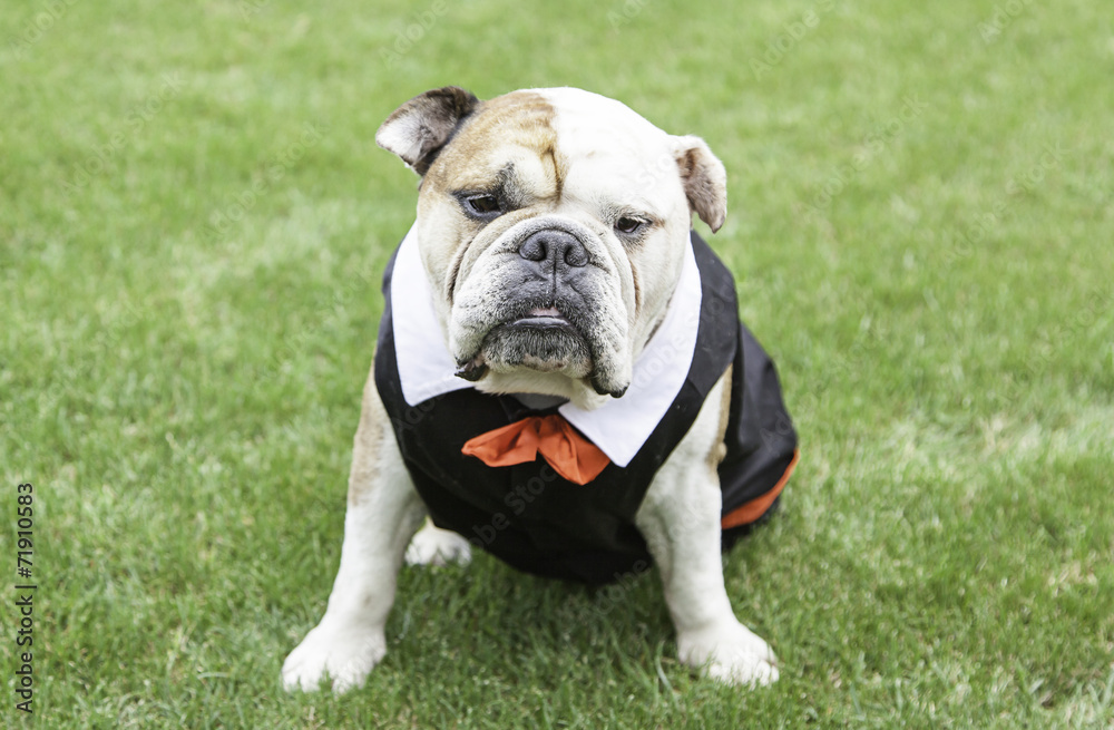 English Bulldog tuxedo English Bulldog tuxedo