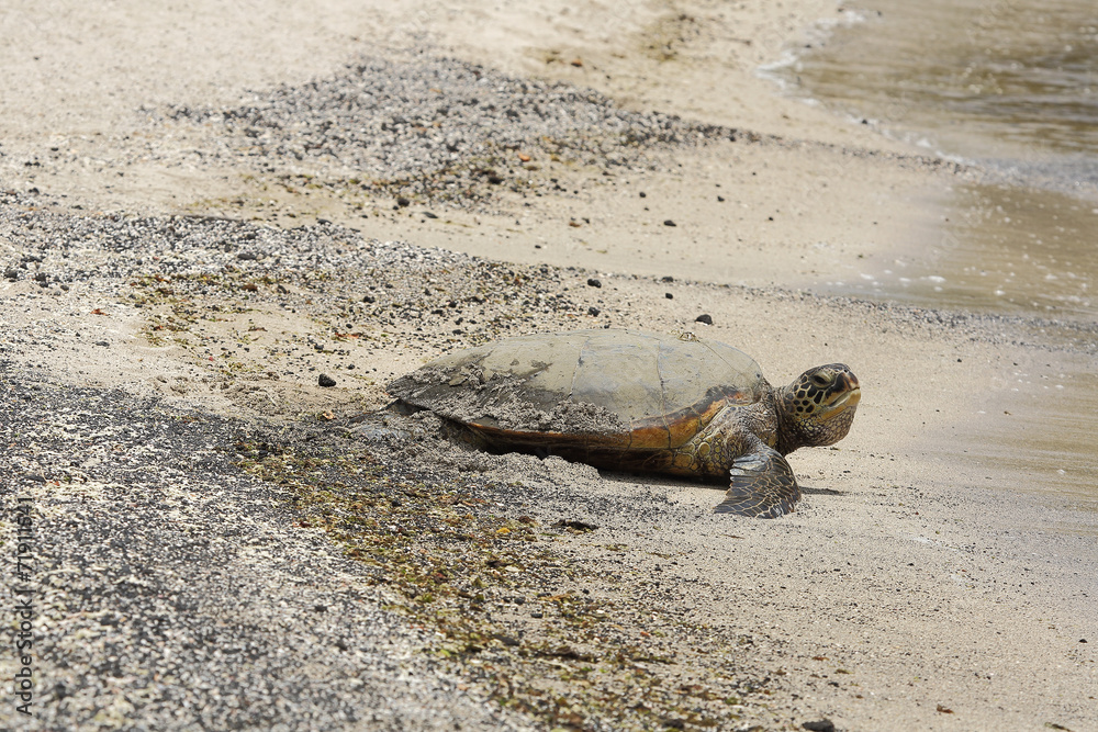 Fototapeta premium Beautiful endangered green sea turtle