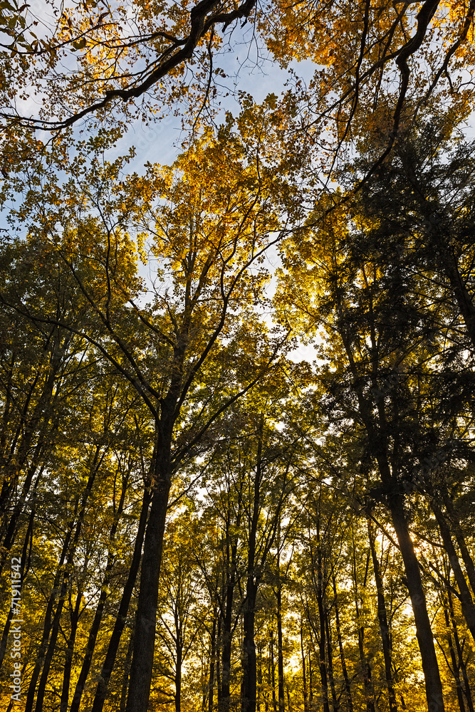 Autumn in forest, Germany