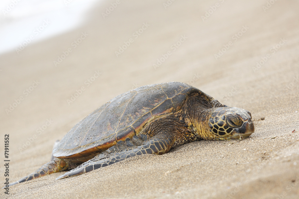 Naklejka premium Beautiful endangered green sea turtle