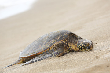 Deken met foto Schildpad Groene zeeschildpad onder water  © alphadogdesign