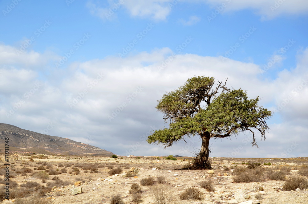 Árbol solitario en Parque Natural del Cabo de Gata Stock Photo | Adobe ...