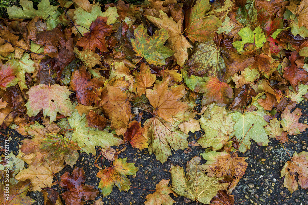 Vivid fallen autumn leaves on alley