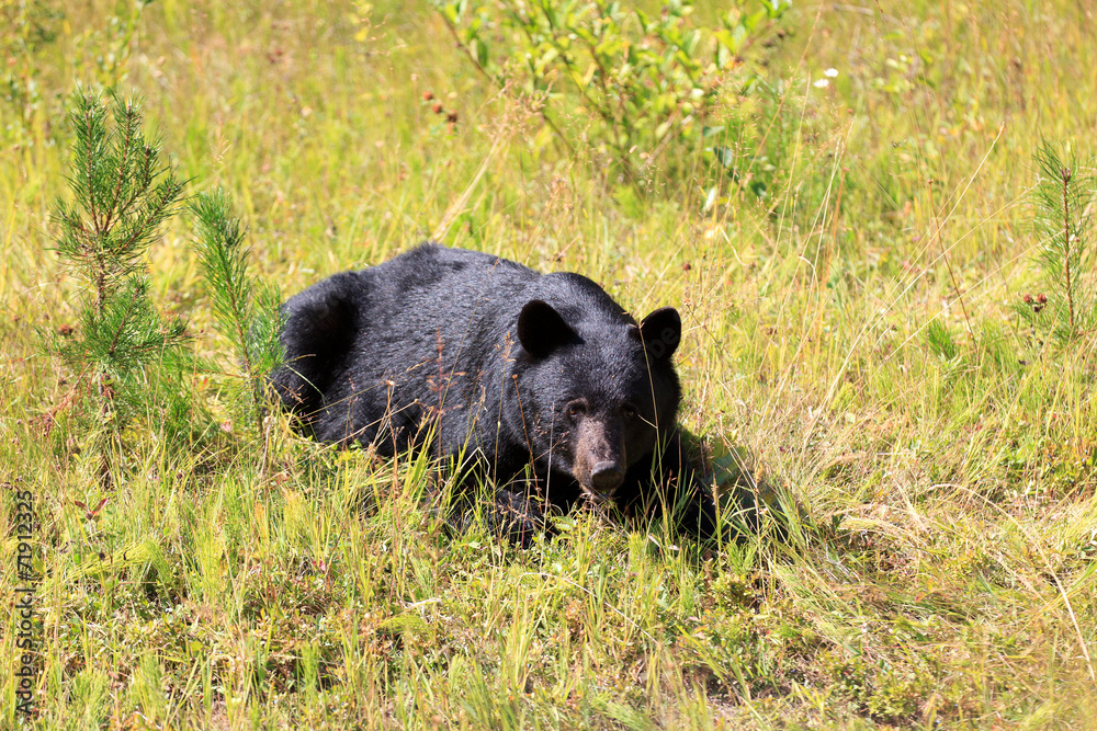 Schwarzbär Schwarzbär
