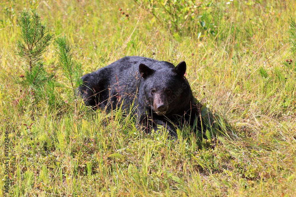 Schwarzbär Schwarzbär