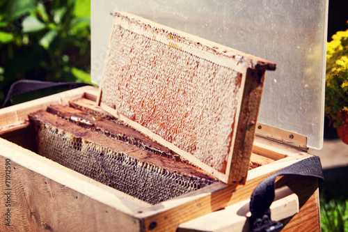 Taking honey out of the beehive. Fresh summer honey © boumenjapet