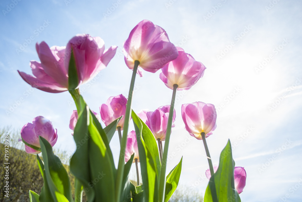 Tulip in Jardin du Luxembourg - Paris, France Tulip in Jardin du Luxembourg - Paris, France