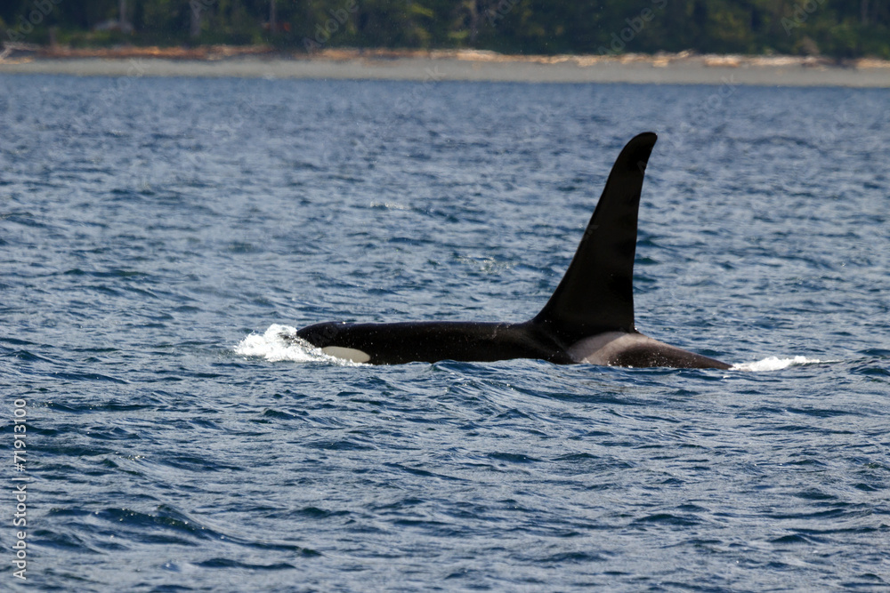 Fototapeta premium Schwertwal