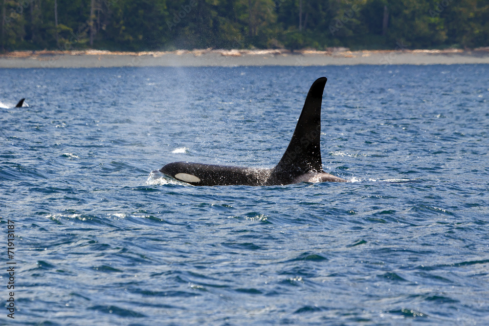 Fototapeta premium Schwertwal