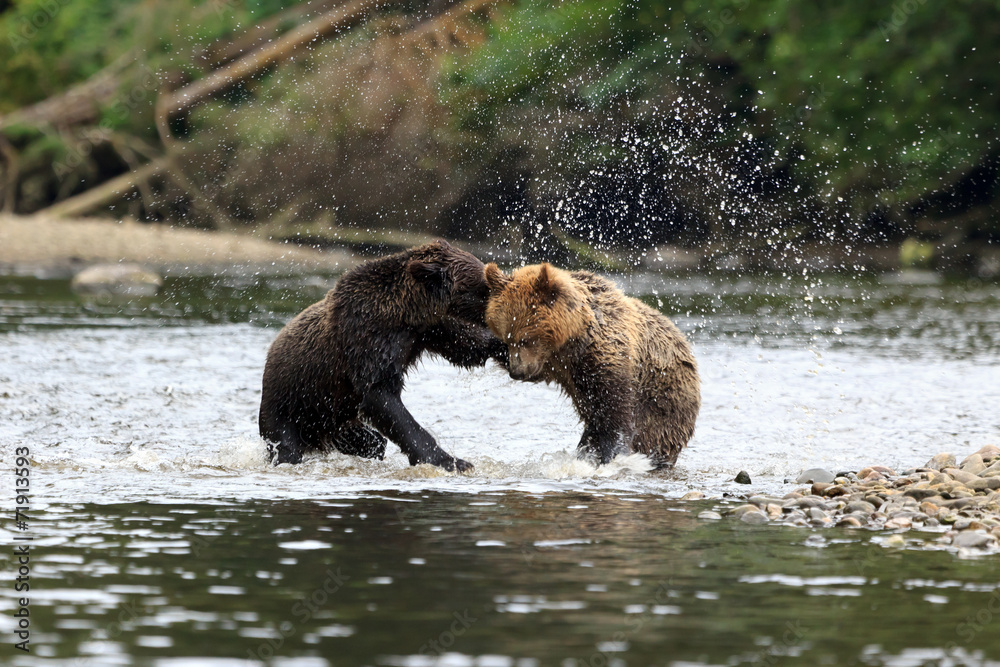 Obraz premium Grizzlys