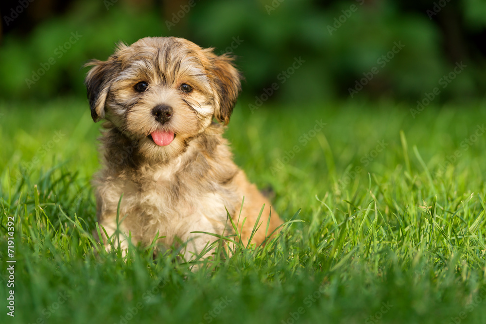 Happy little havanese puppy dog is sitting in the grass Happy little havanese puppy dog is sitting in the grass