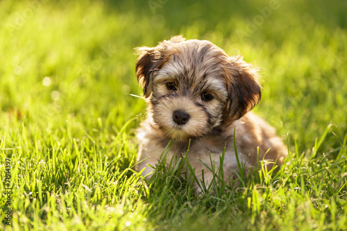 Fototapeta Naklejka Na Ścianę i Meble -  Cute little havanese puppy dog is sitting in the grass