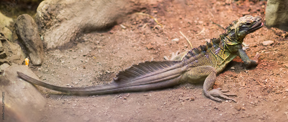 Obraz premium Philippine Sailfin Lizard
