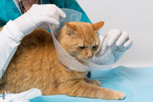 work at the veterinary