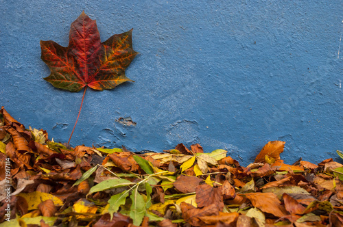 autumn leaves on blue wall background