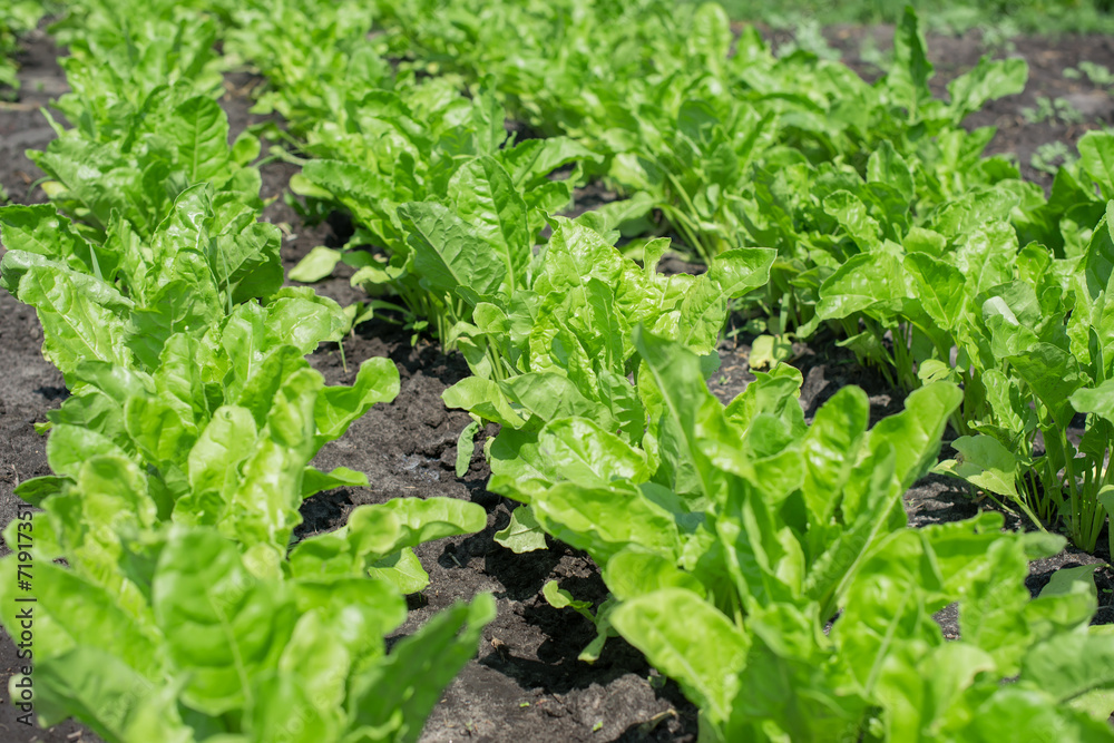 green salad isolated
