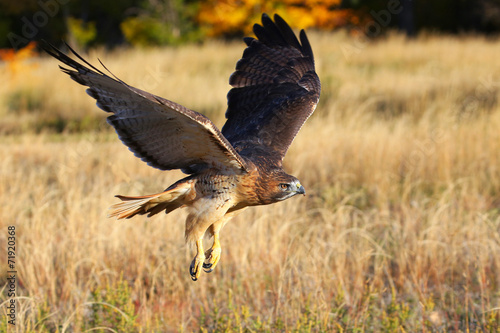 Valokuva Red-tailed hawk in flight