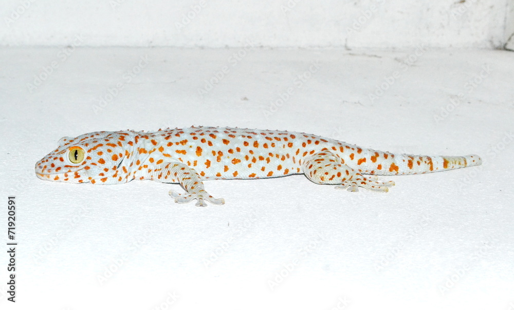 Obraz premium gecko on the wall