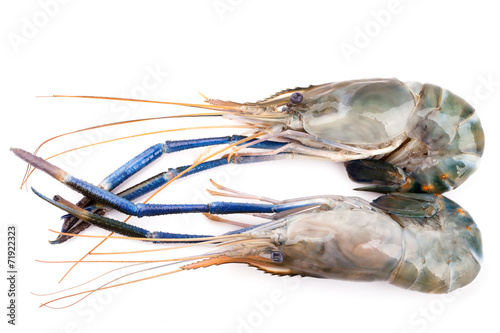 Giant freshwater prawn  Fresh shrimp isolate on white background