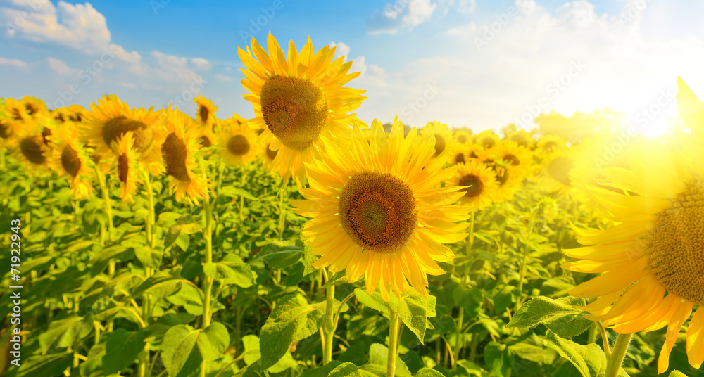 Obraz premium Sunflower field