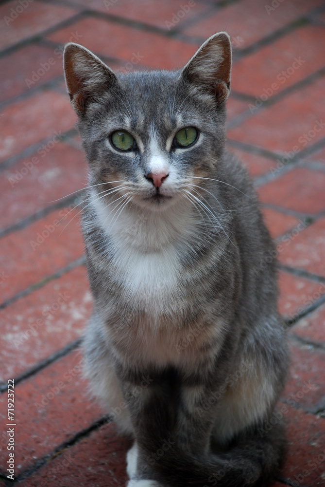 Green Eyed Cat Green Eyed Cat