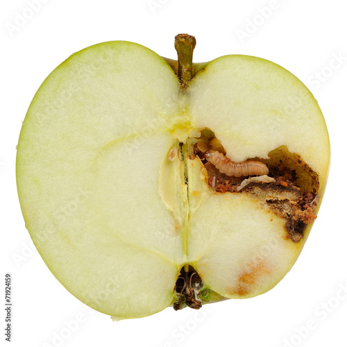 Worm Eating Apple Isolated on White Background
