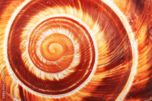 snail shell background photo