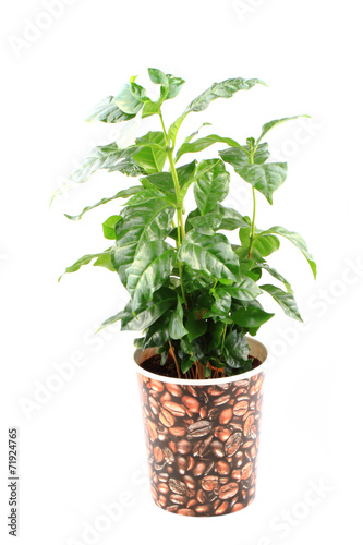 coffee plant isolated