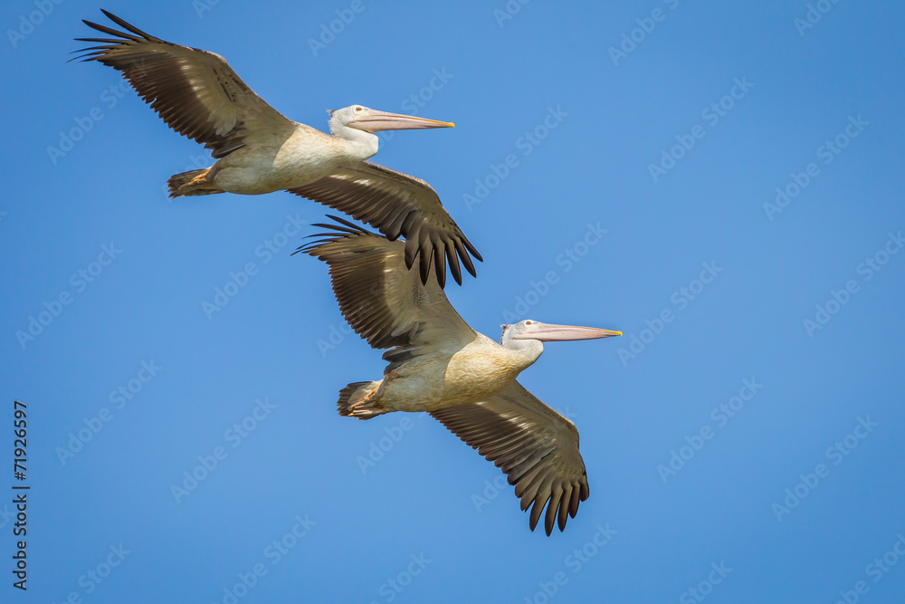 Fototapeta premium Couple of Spot-billed pelican are flying
