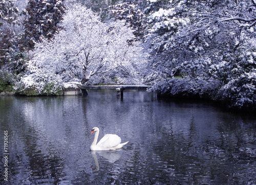 Beautiful Swan Lake in Winter Scene