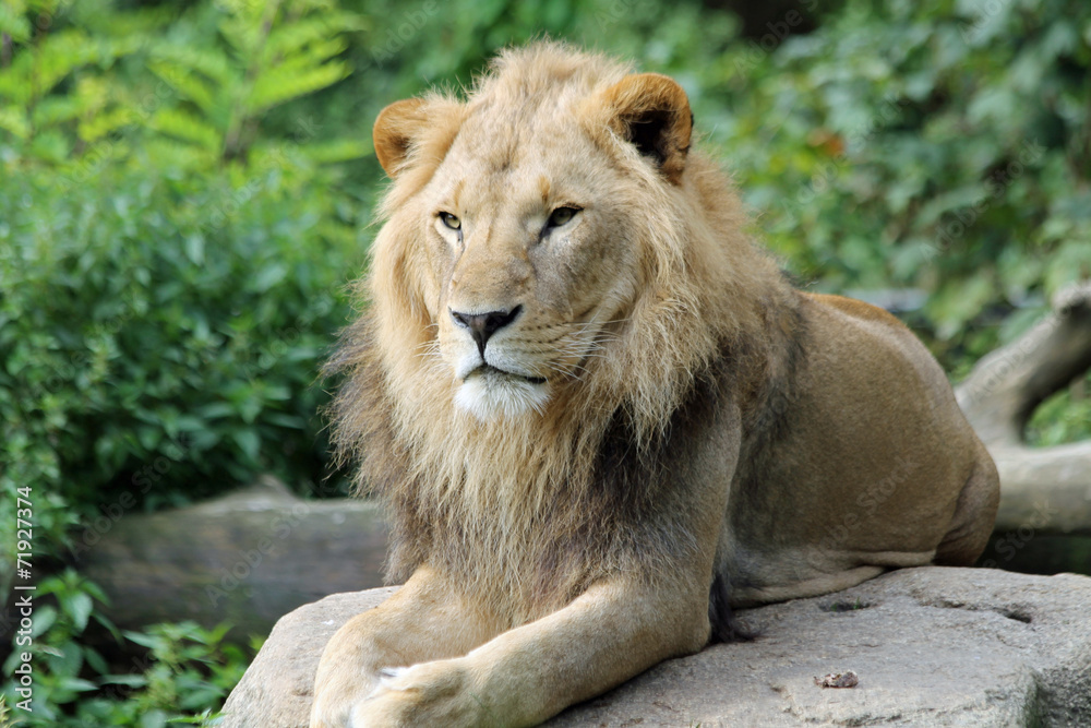 TIERE_2025_Loewe TIERE_2025_Loewe