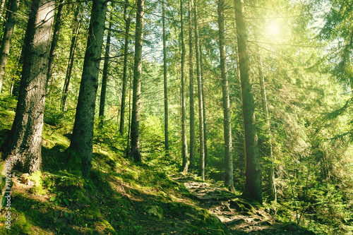 Summer forest with bight yellow sun on the skies