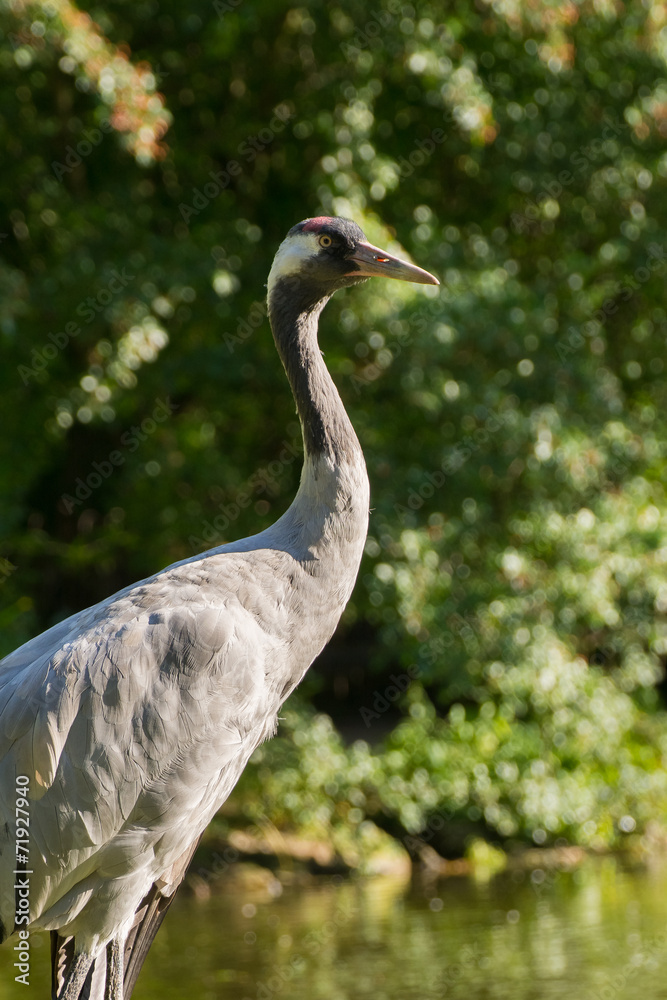 Crane - Grus