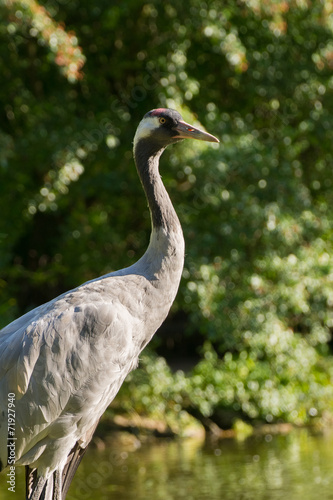 Obraz na płótnie Crane - Grus w salonie