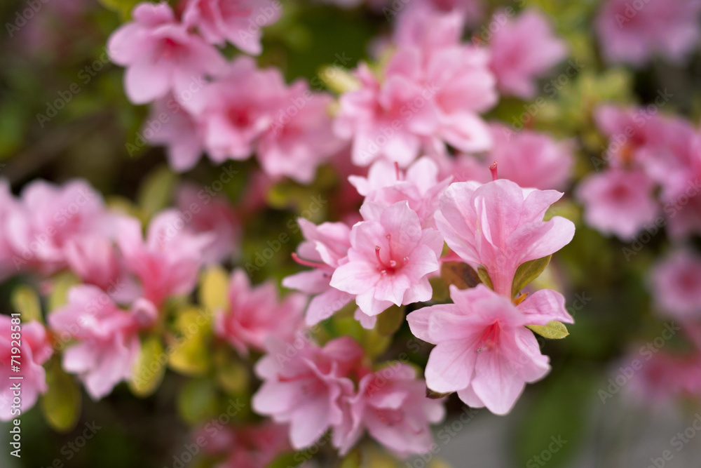 Azalea flowers Azalea flowers