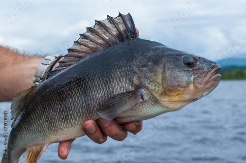 Big perch freshly caught on the hands of an angler.